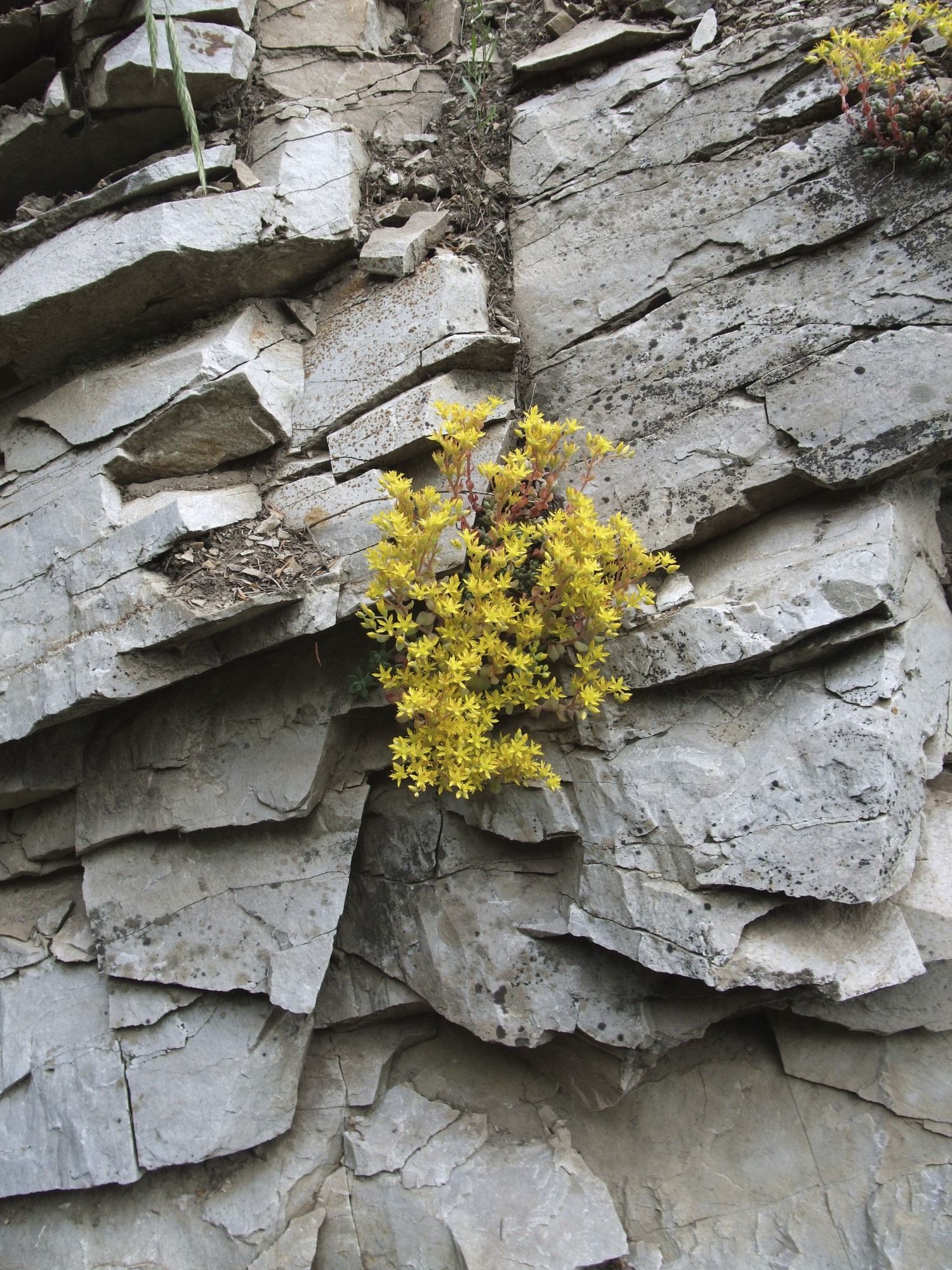 Image of spearleaf stonecrop