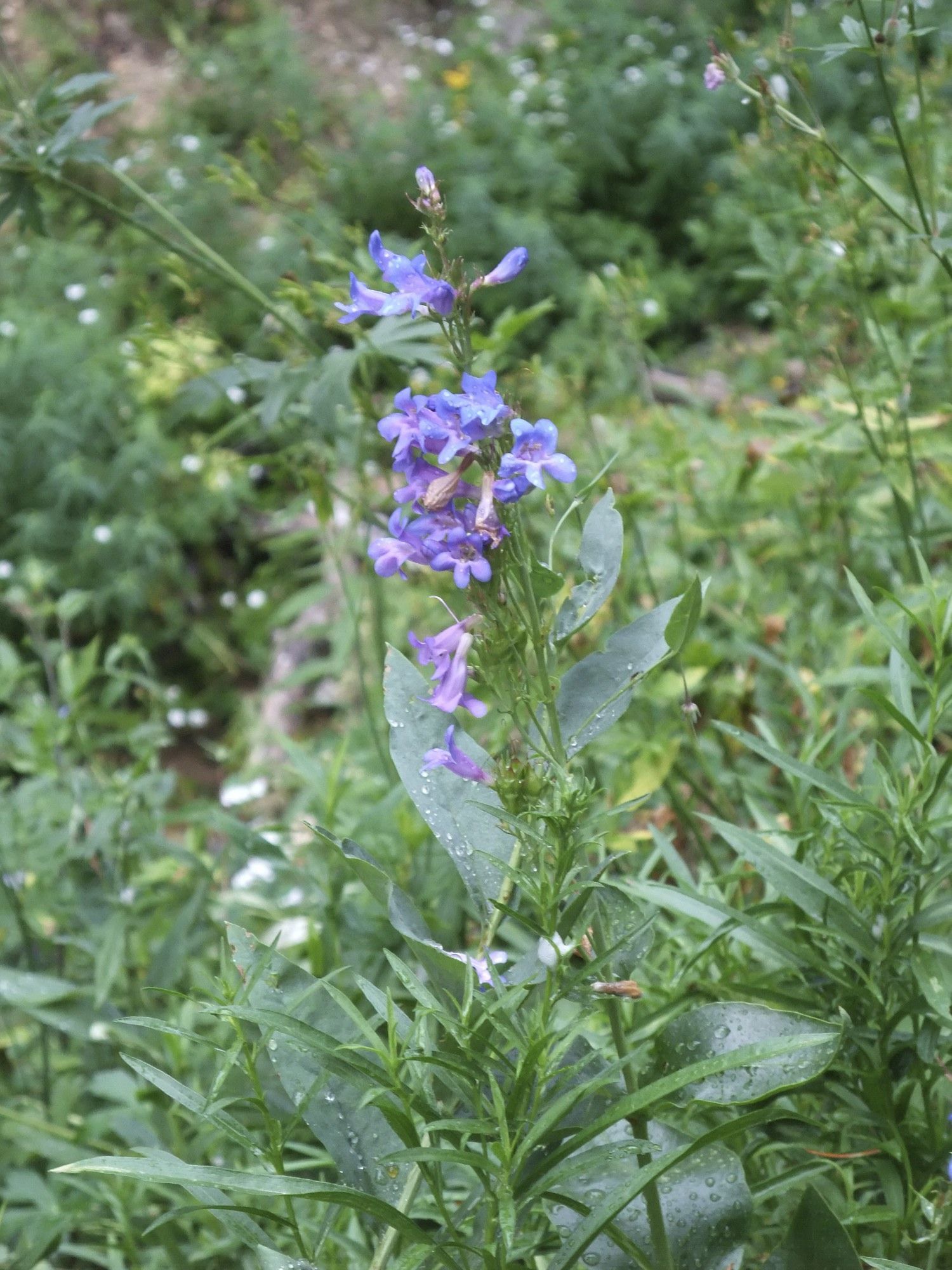 Image of broadleaf beardtongue