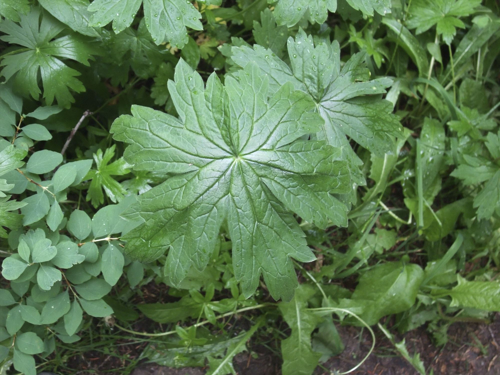 Image of sticky purple geranium