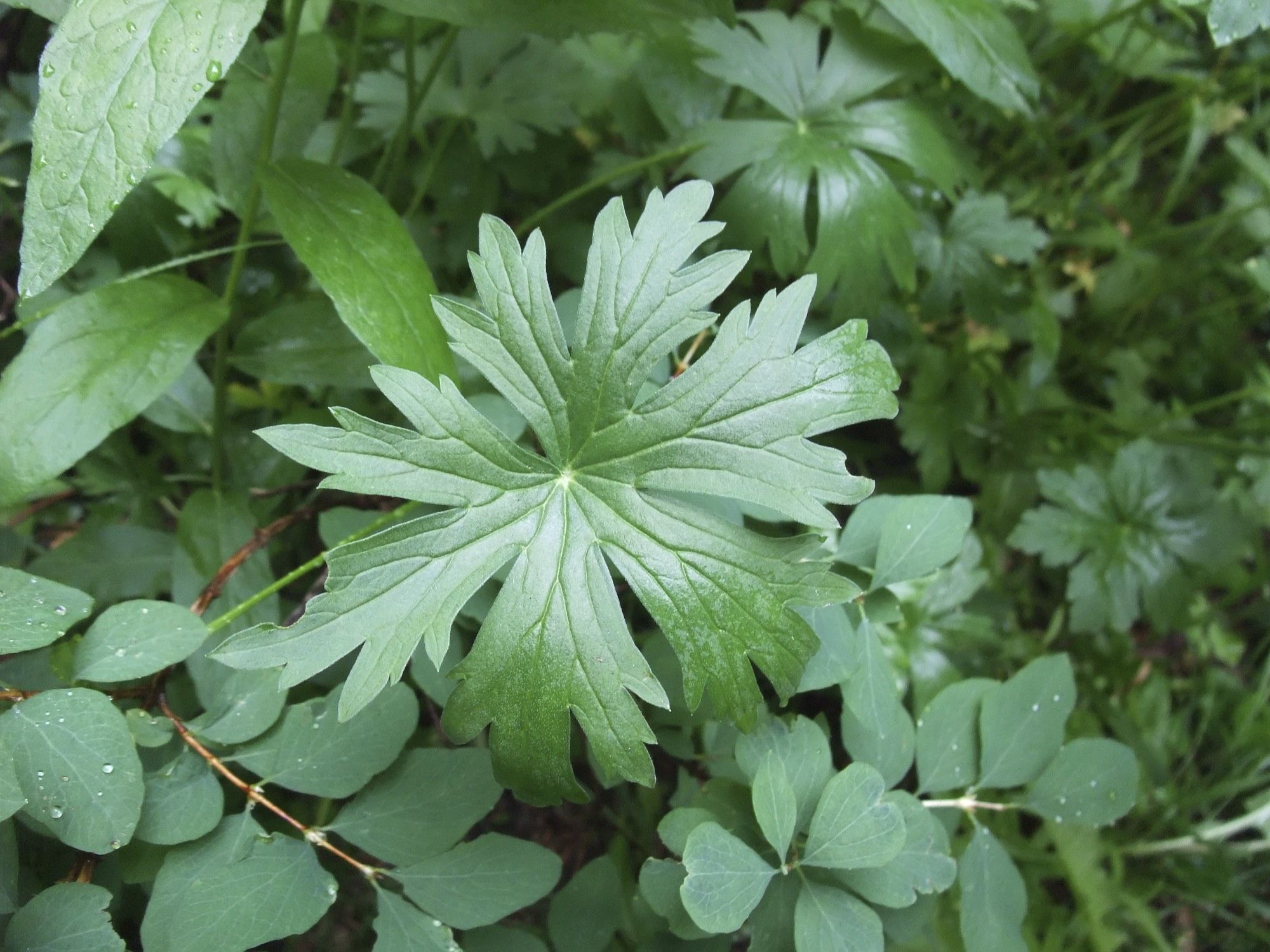 Plancia ëd Geranium viscosissimum Fisch. & C. A. Mey. ex C. A. Mey.