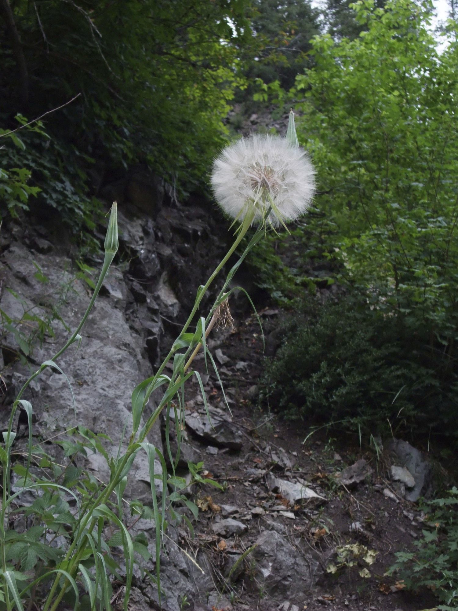 Слика од Tragopogon dubius Scop.