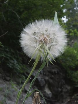 Image of yellow salsify