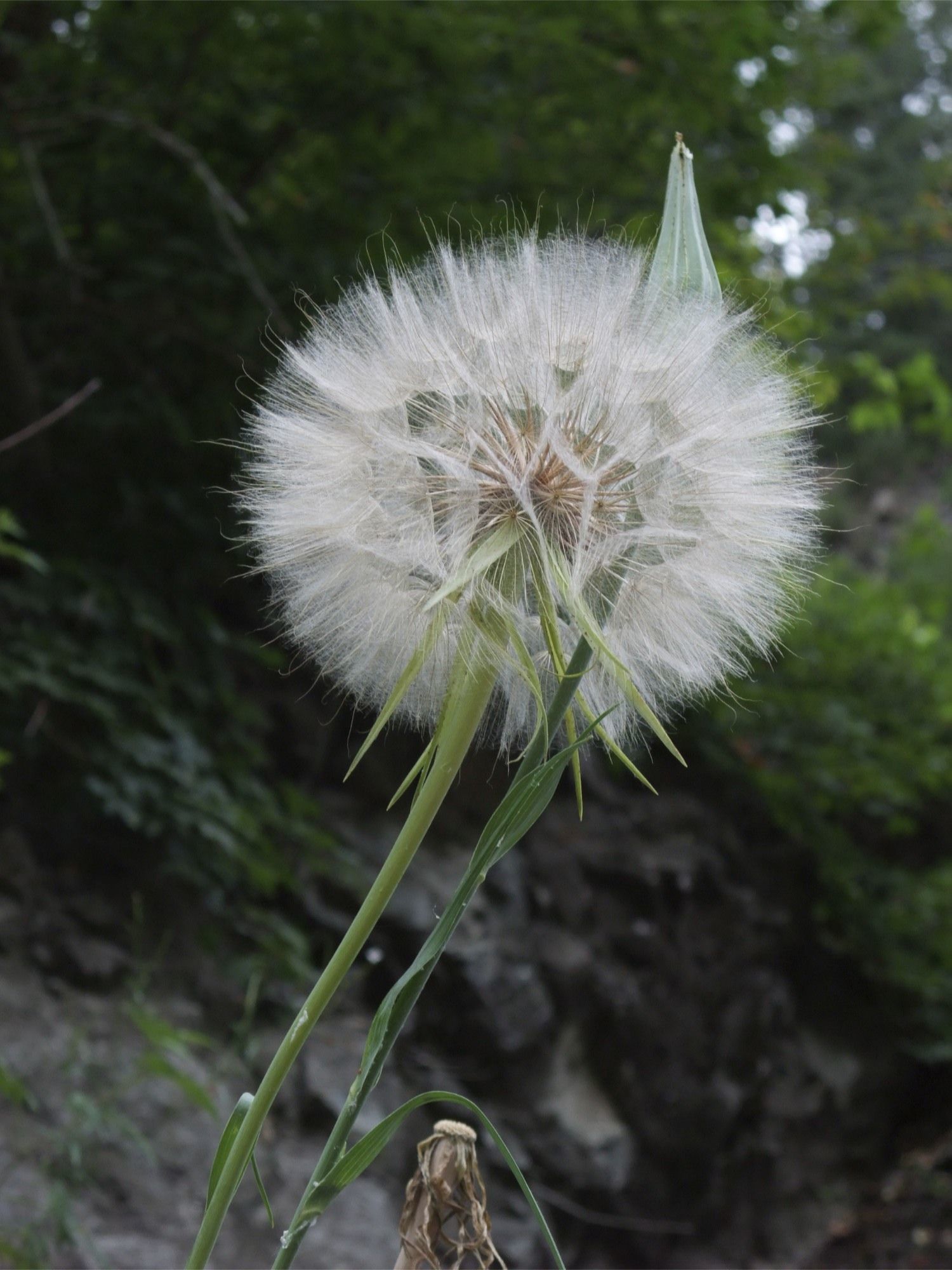 Слика од Tragopogon dubius Scop.