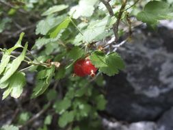 Image of whitestem gooseberry