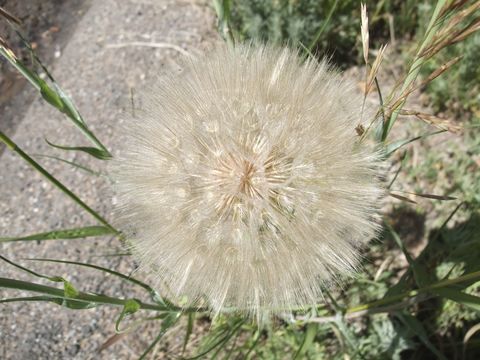 Слика од Tragopogon dubius Scop.