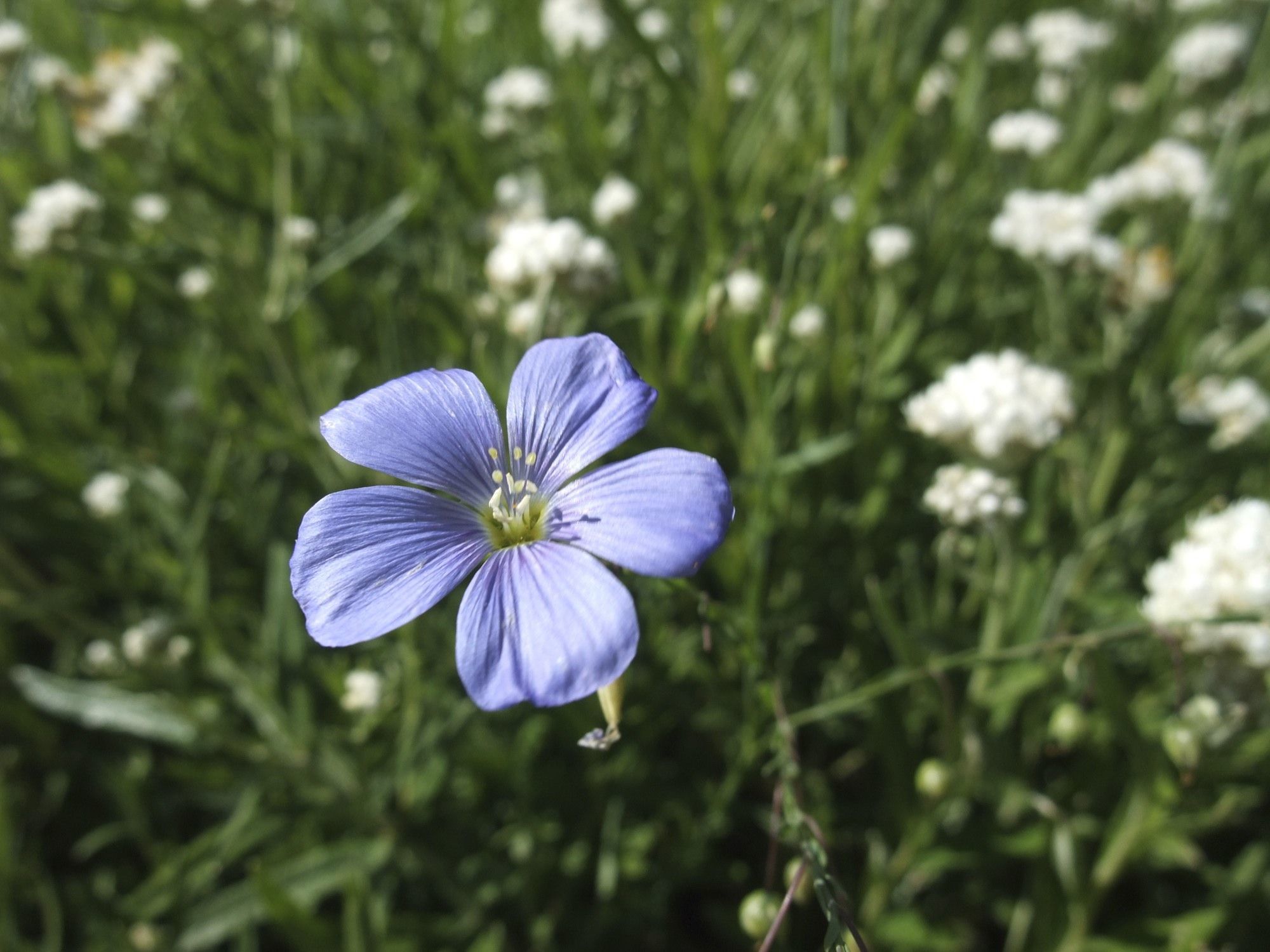 Image of Blue flax