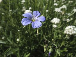 Image of Blue flax