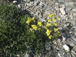 Imagem de Erysimum asperum (Nutt.) DC.