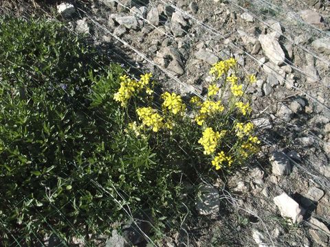 Image of western wallflower