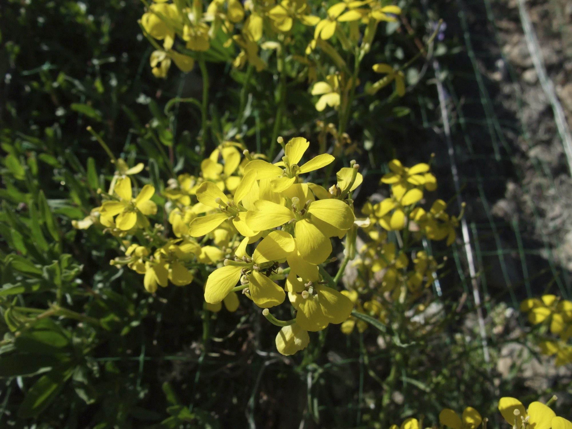 Imagem de Erysimum asperum (Nutt.) DC.