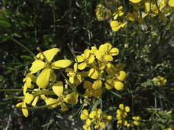 Imagem de Erysimum asperum (Nutt.) DC.