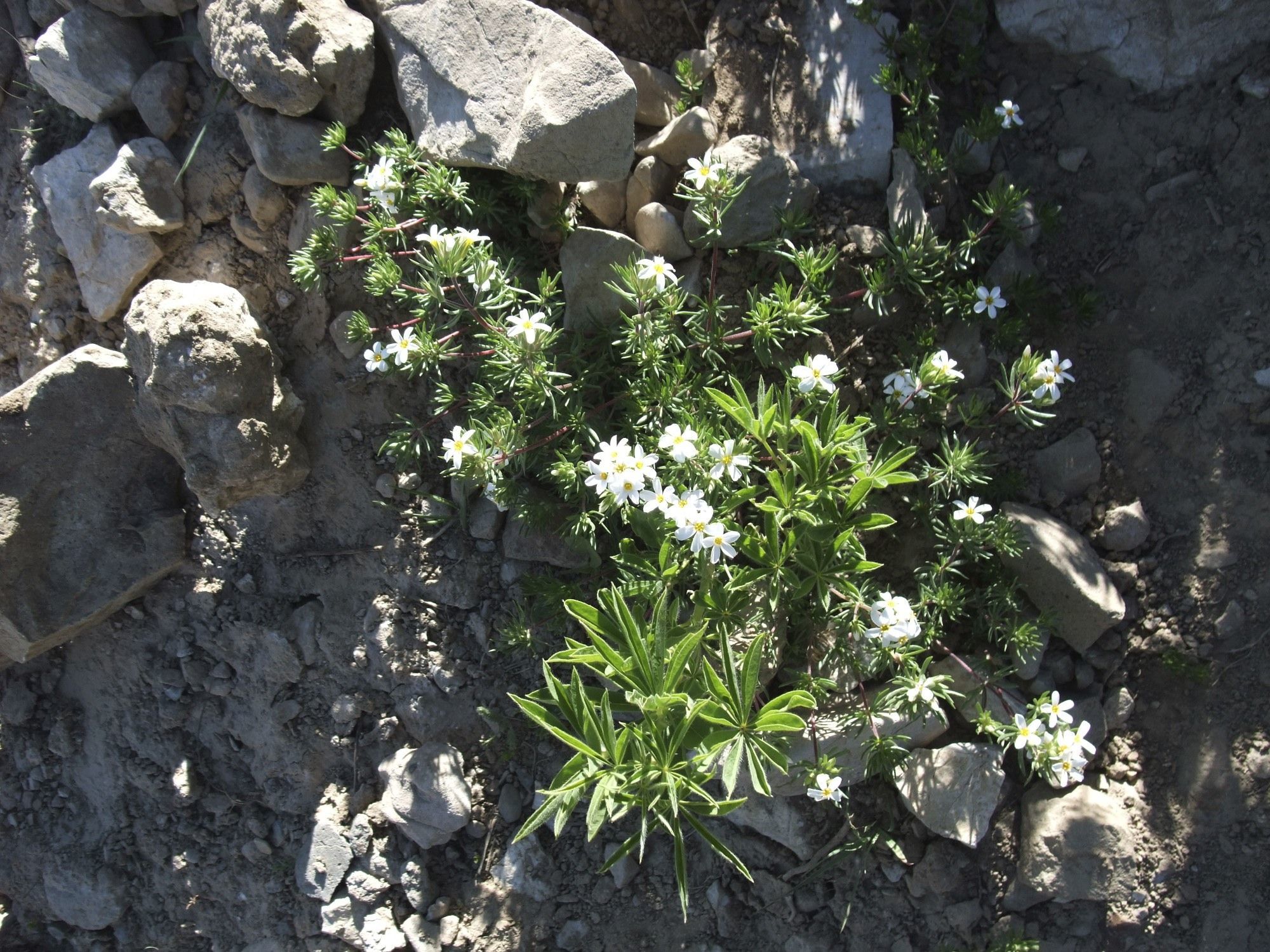 Image of Nuttall's linanthus