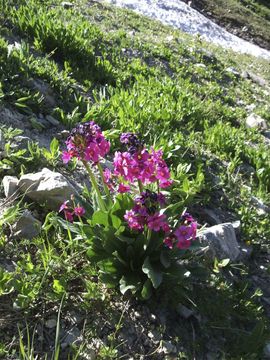 Primula parryi A. Gray resmi