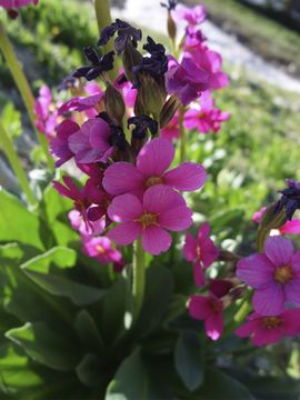 Primula parryi A. Gray resmi