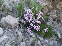 Silene acaulis (L.) Jacq.的圖片