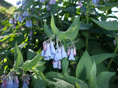 Image of tall fringed bluebells