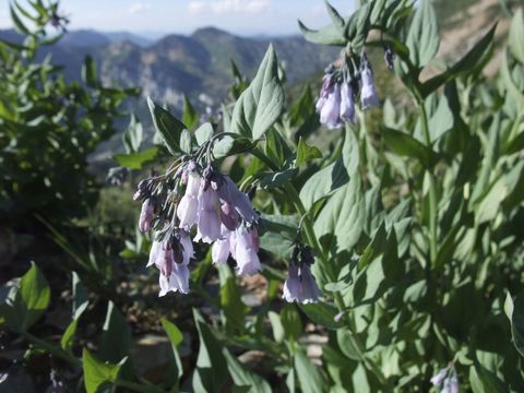 Image of tall fringed bluebells