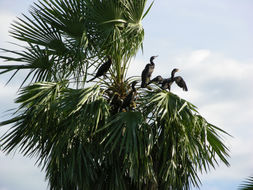 Image of neotropic cormorant