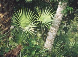 Image of saw palmetto