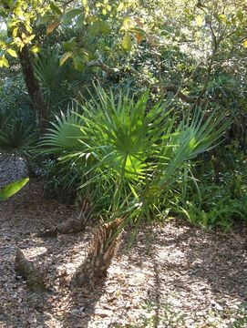 Imagem de Serenoa repens (W. Bartram) Small