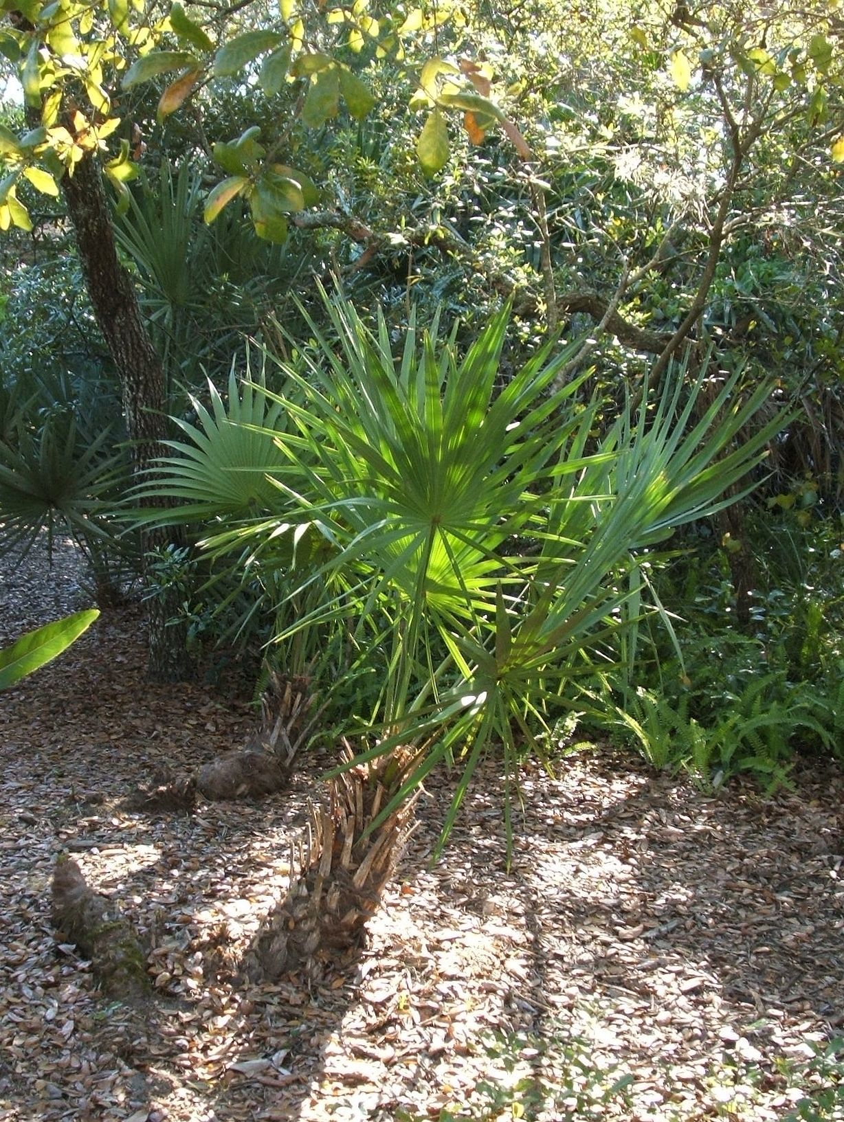 Image of saw palmetto