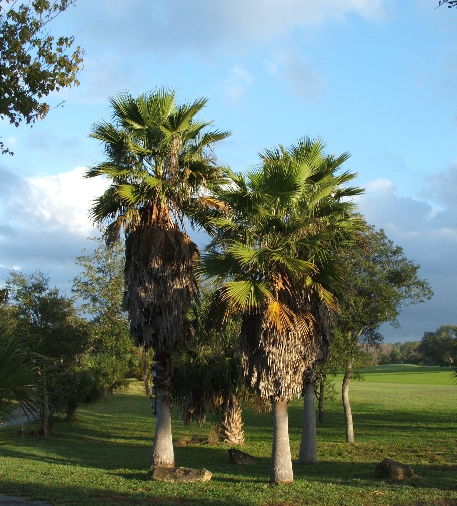 Image of Cabbage Palm