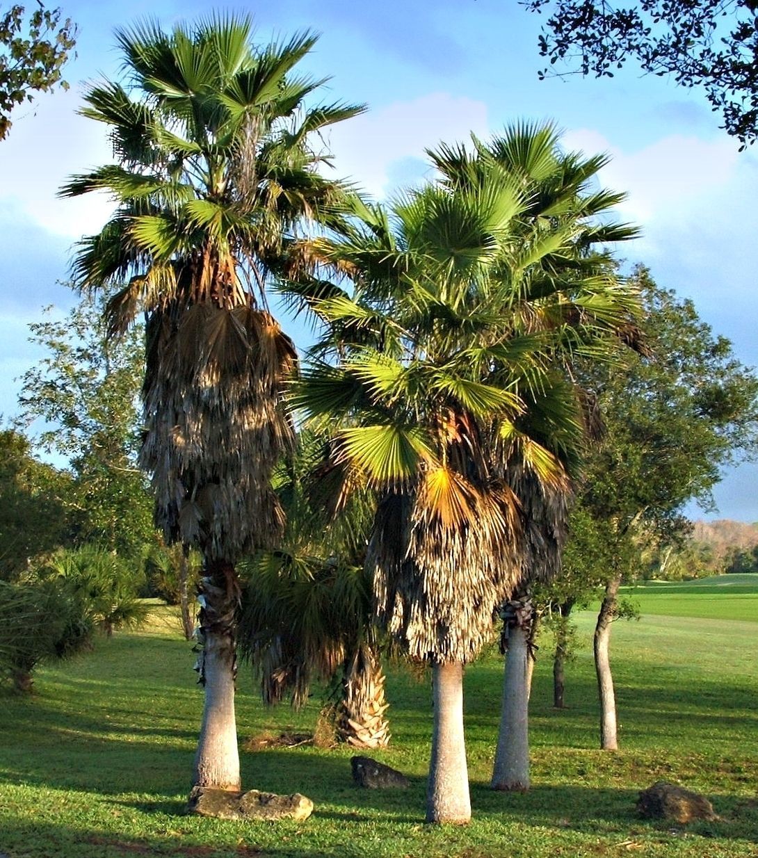 Image of Cabbage Palm