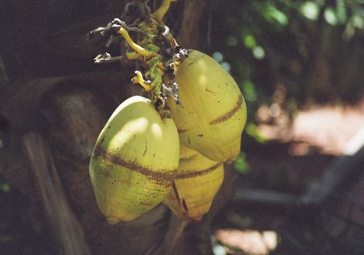 Image of Coconut