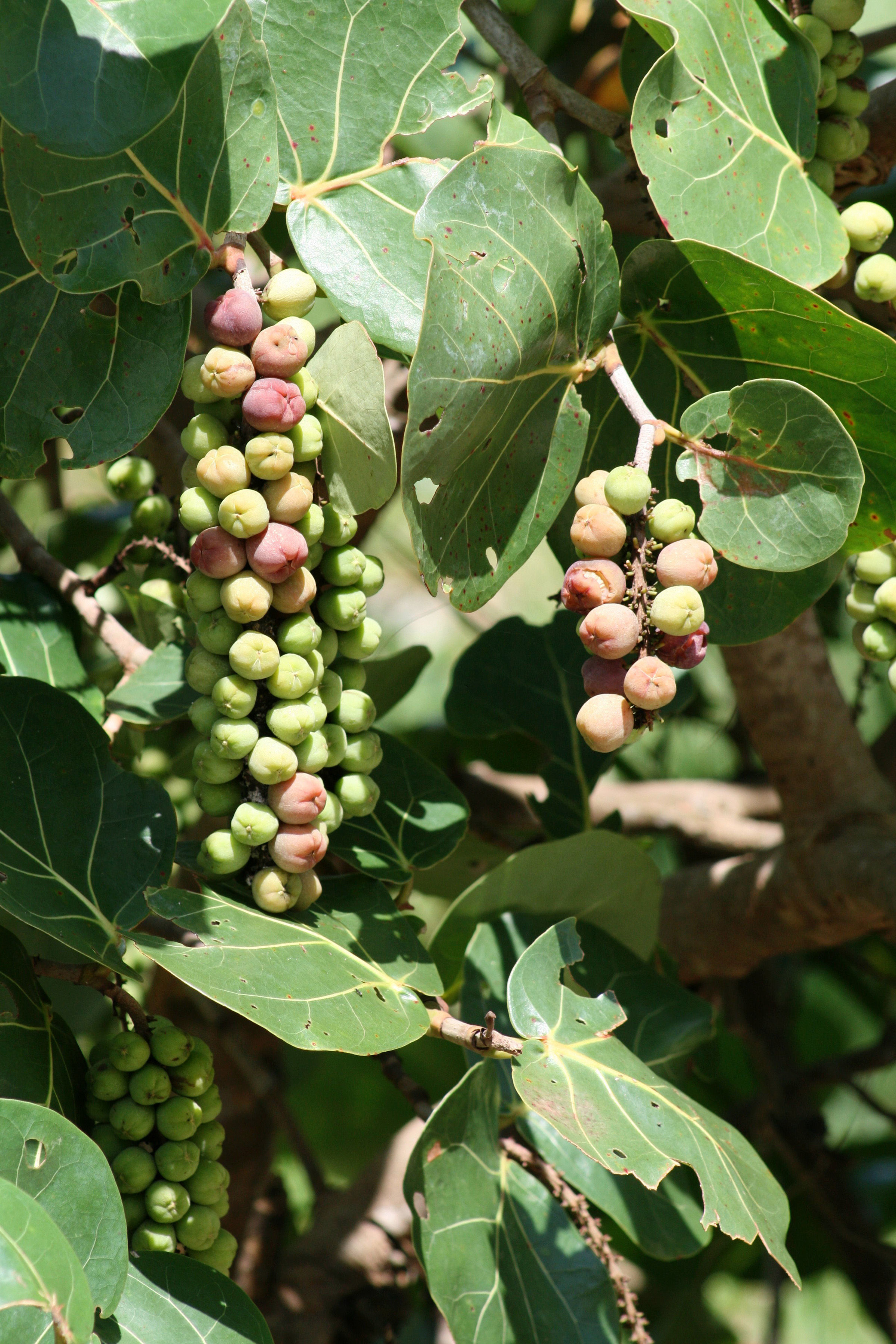 Coccoloba uvifera (L.) L. resmi