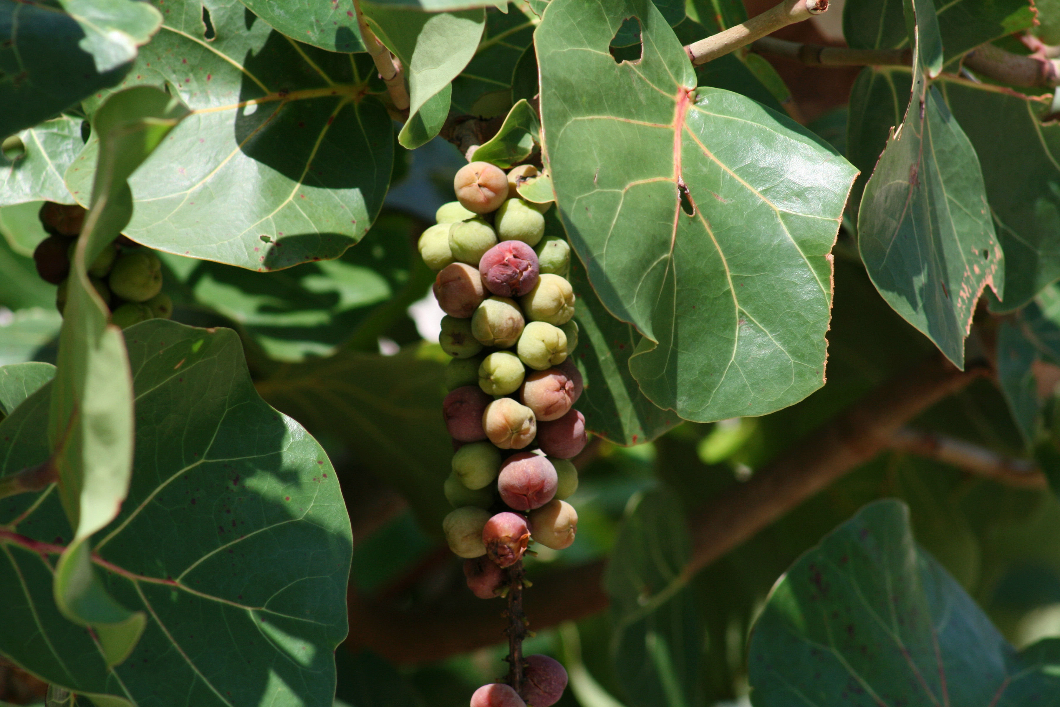 Coccoloba uvifera (L.) L. resmi