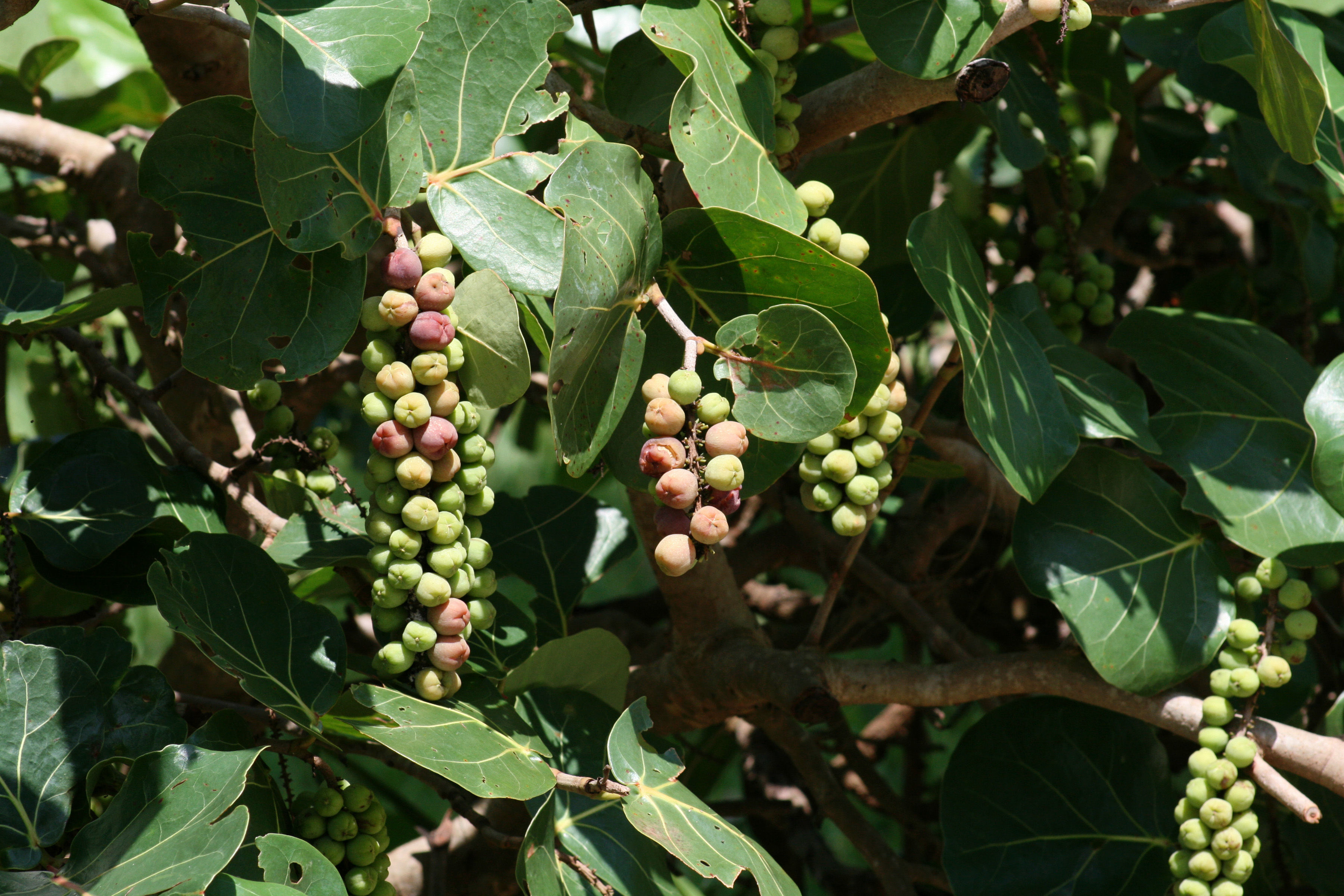 Coccoloba uvifera (L.) L. resmi