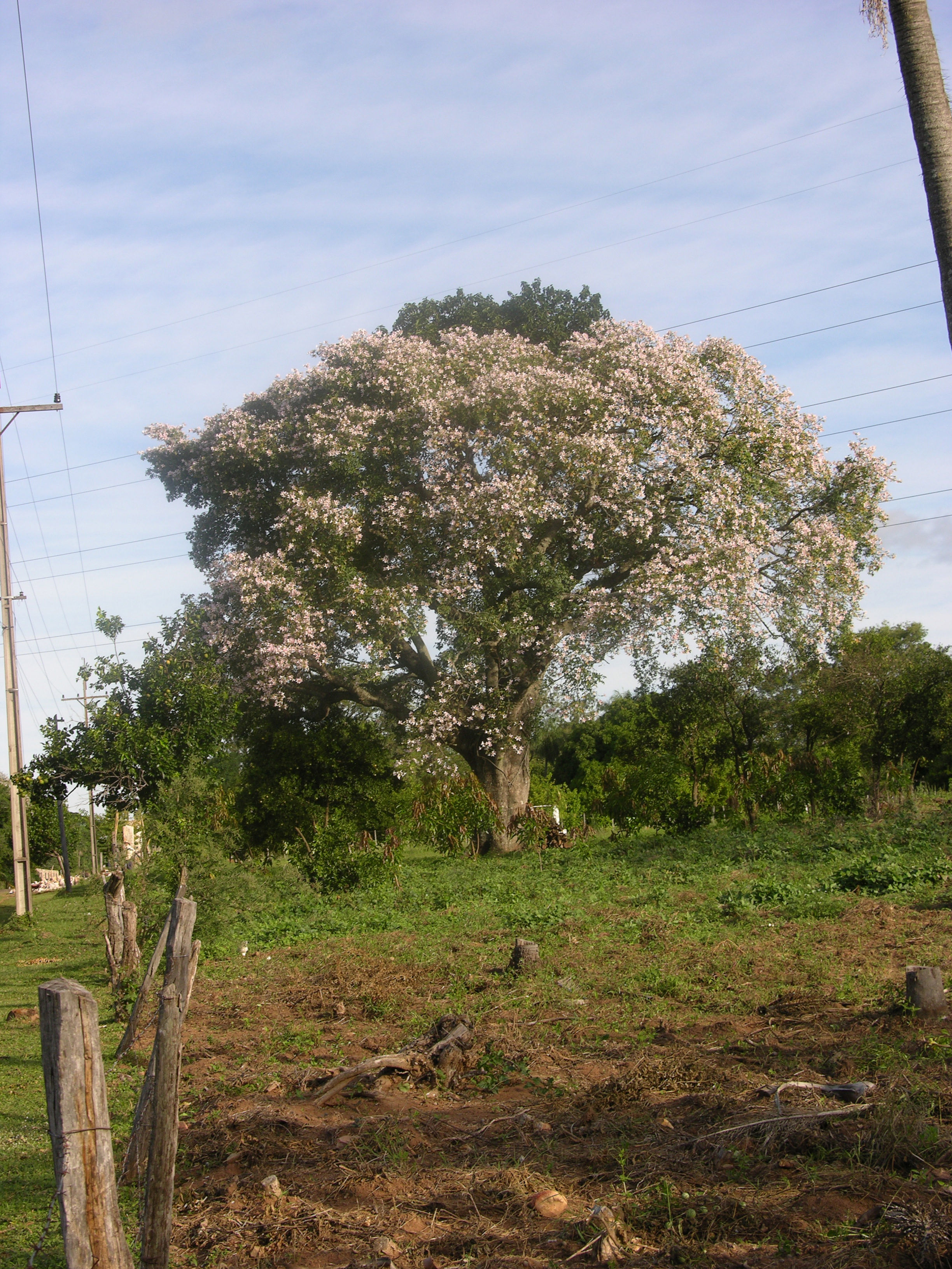 Image de Ceiba speciosa (A. St.-Hil., A. Juss. & Cambess.) P. Ravenna