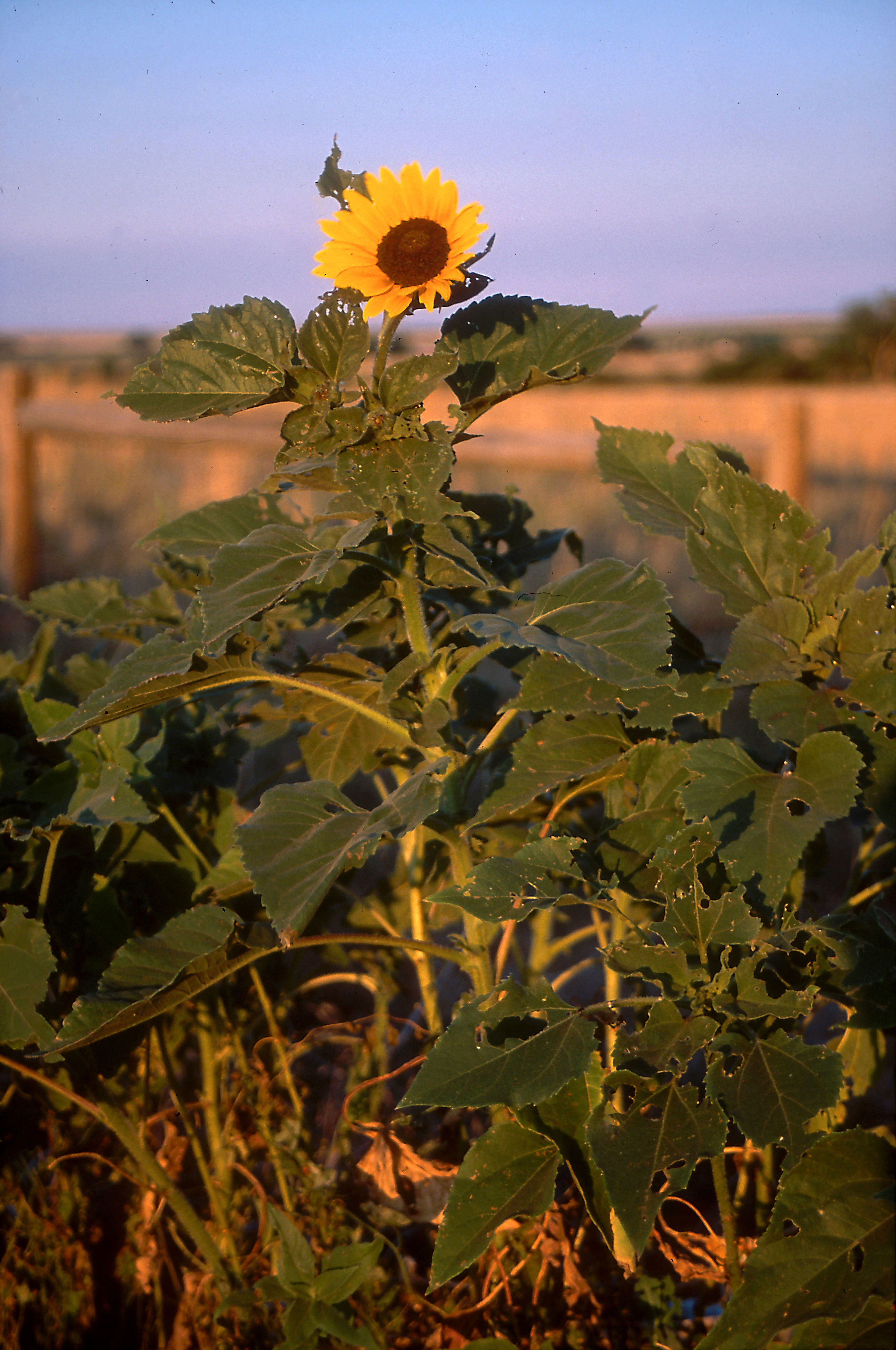 Image of common sunflower