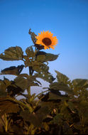 Image of common sunflower