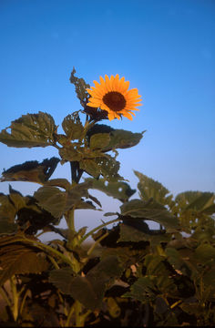 Image de tournesol