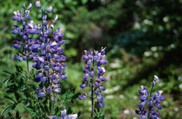 صورة Lupinus arcticus S. Watson