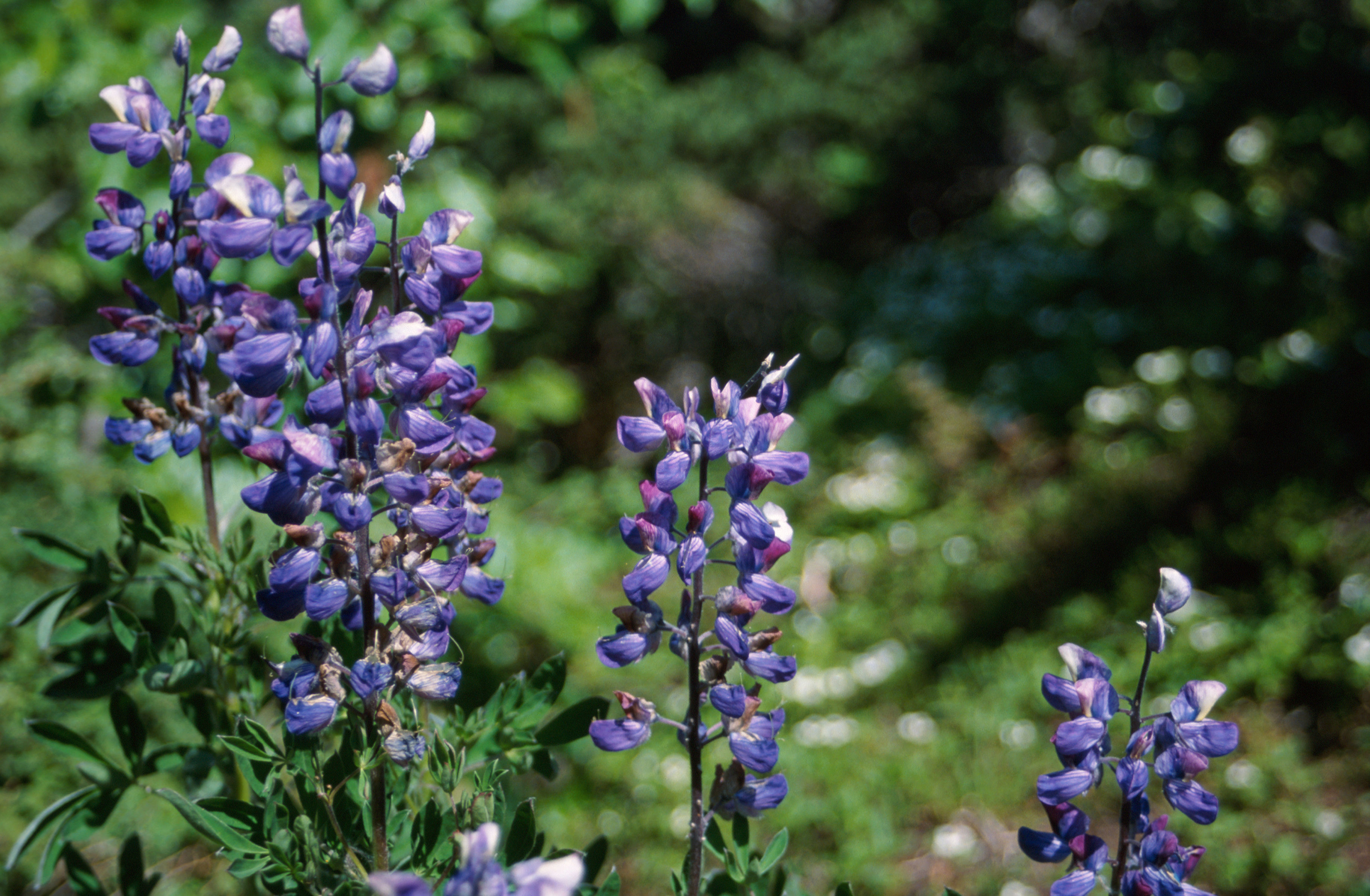 Image of arctic lupine