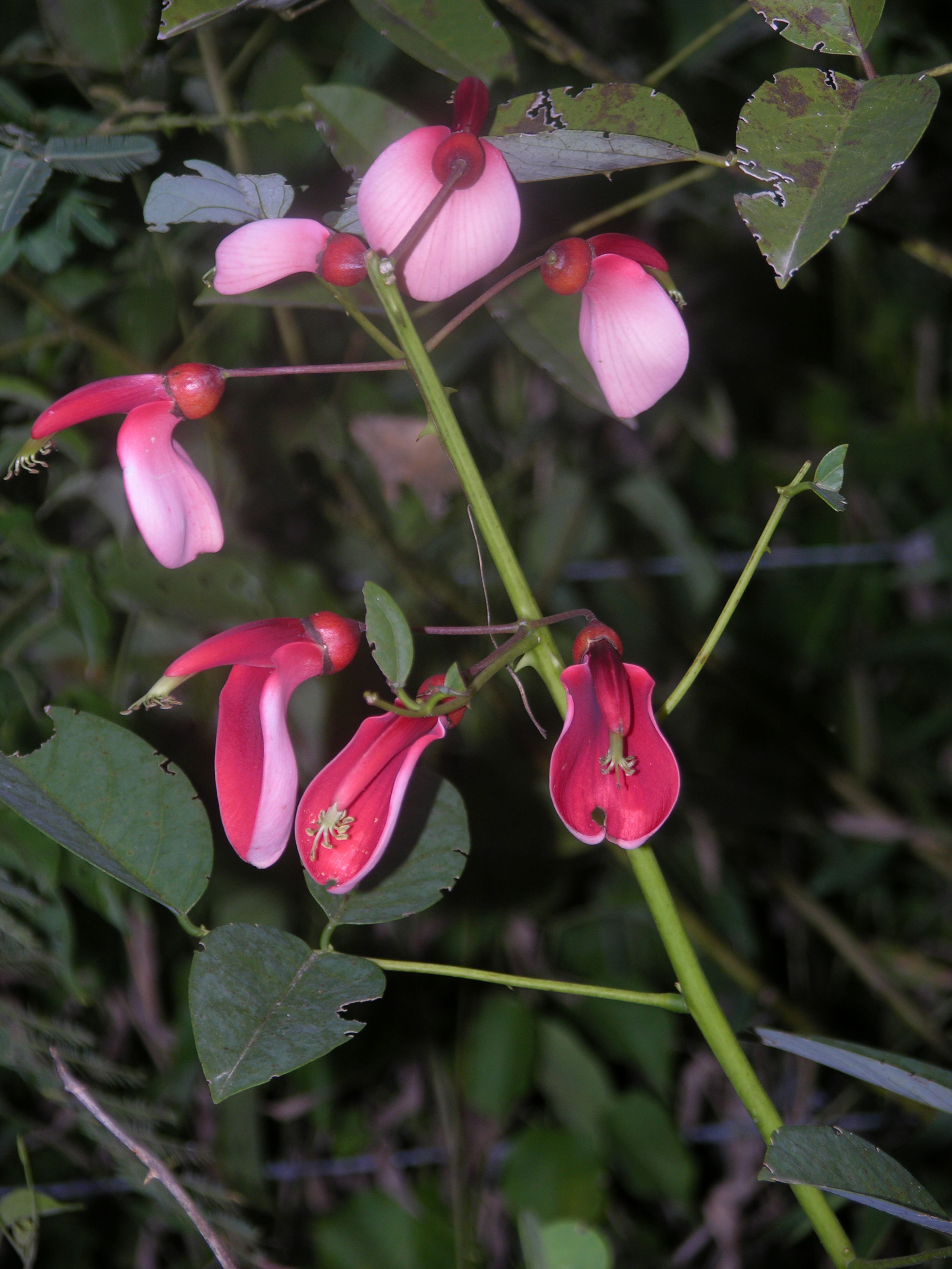 Imagem de Erythrina crista-galli L.