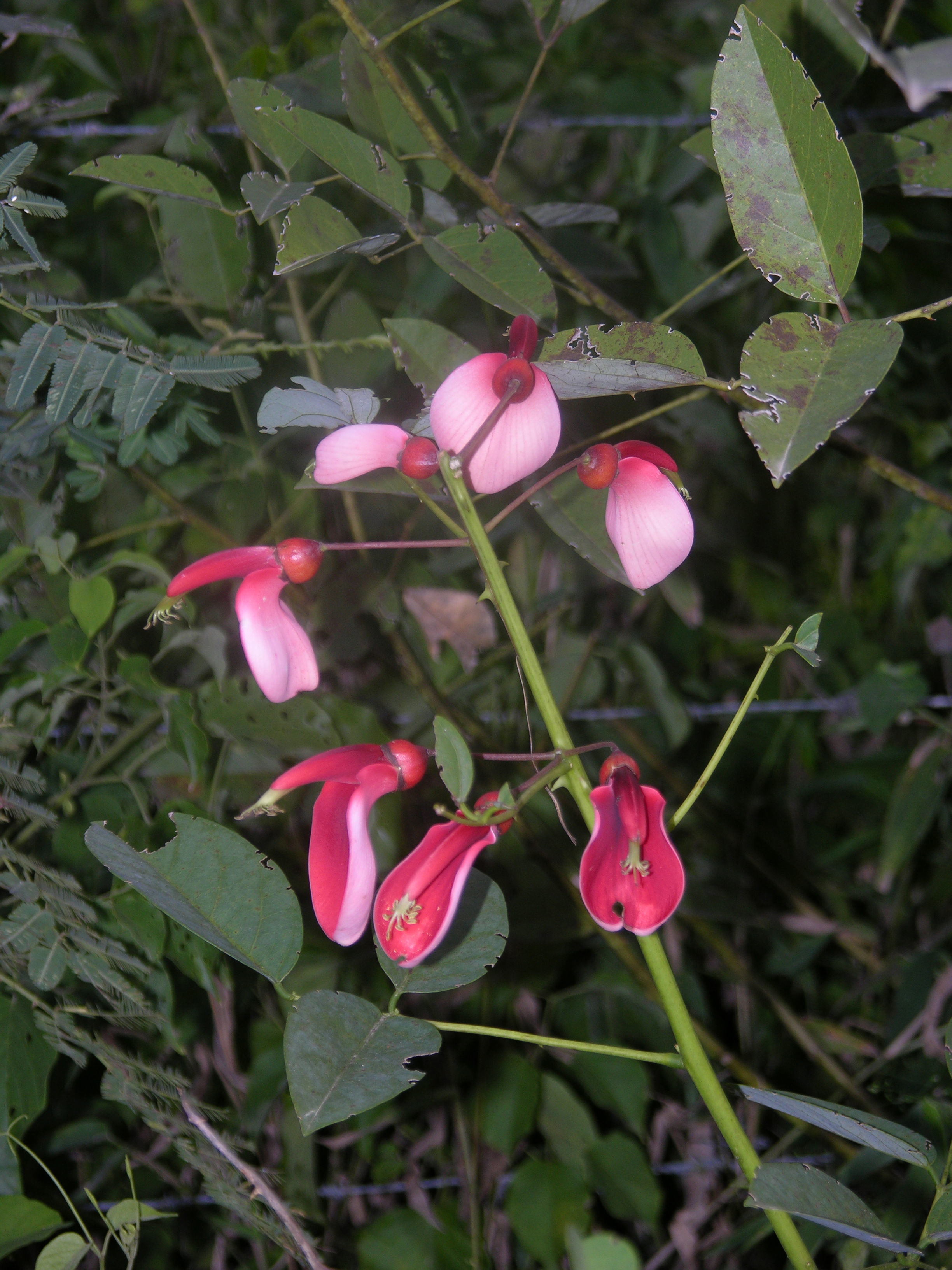 Слика од Erythrina crista-galli L.