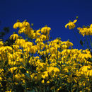 Rudbeckia nitida Nutt.的圖片