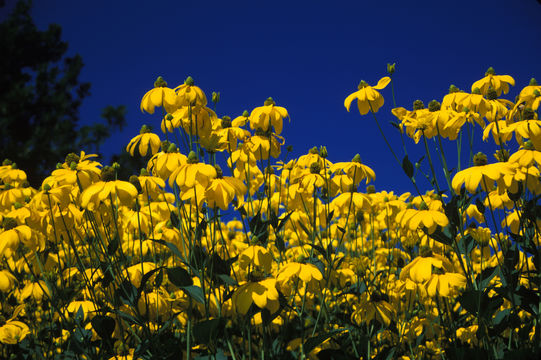 Image of Shiny Coneflower