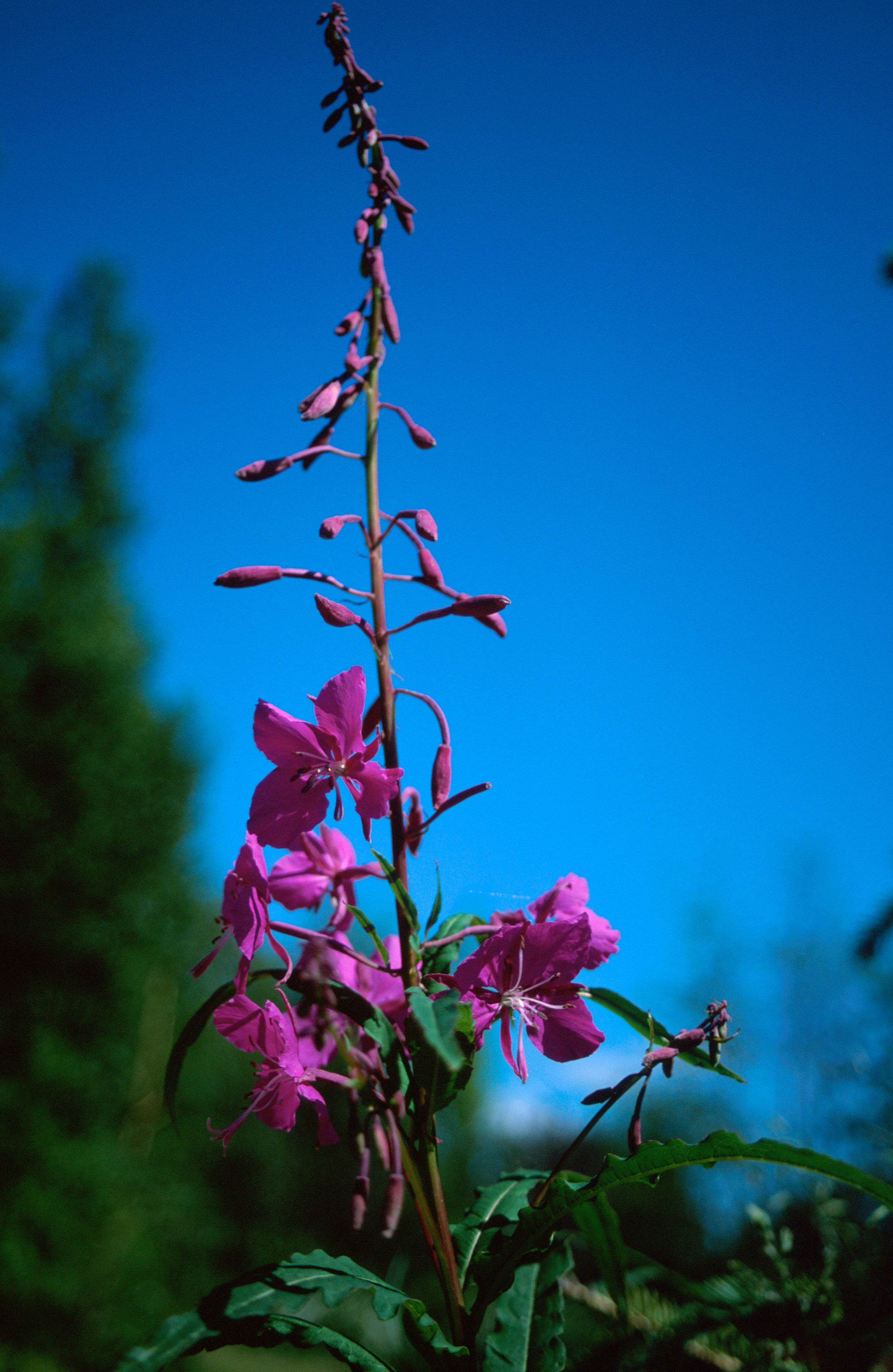 Image of <i>Chamerion <i>angustifolium</i></i> ssp. angustifolium (L.) Holub