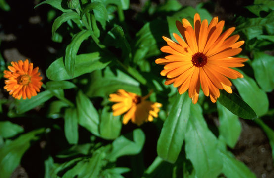 Image of pot marigold