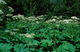 Plancia ëd <i>Heracleum lanatum</i>