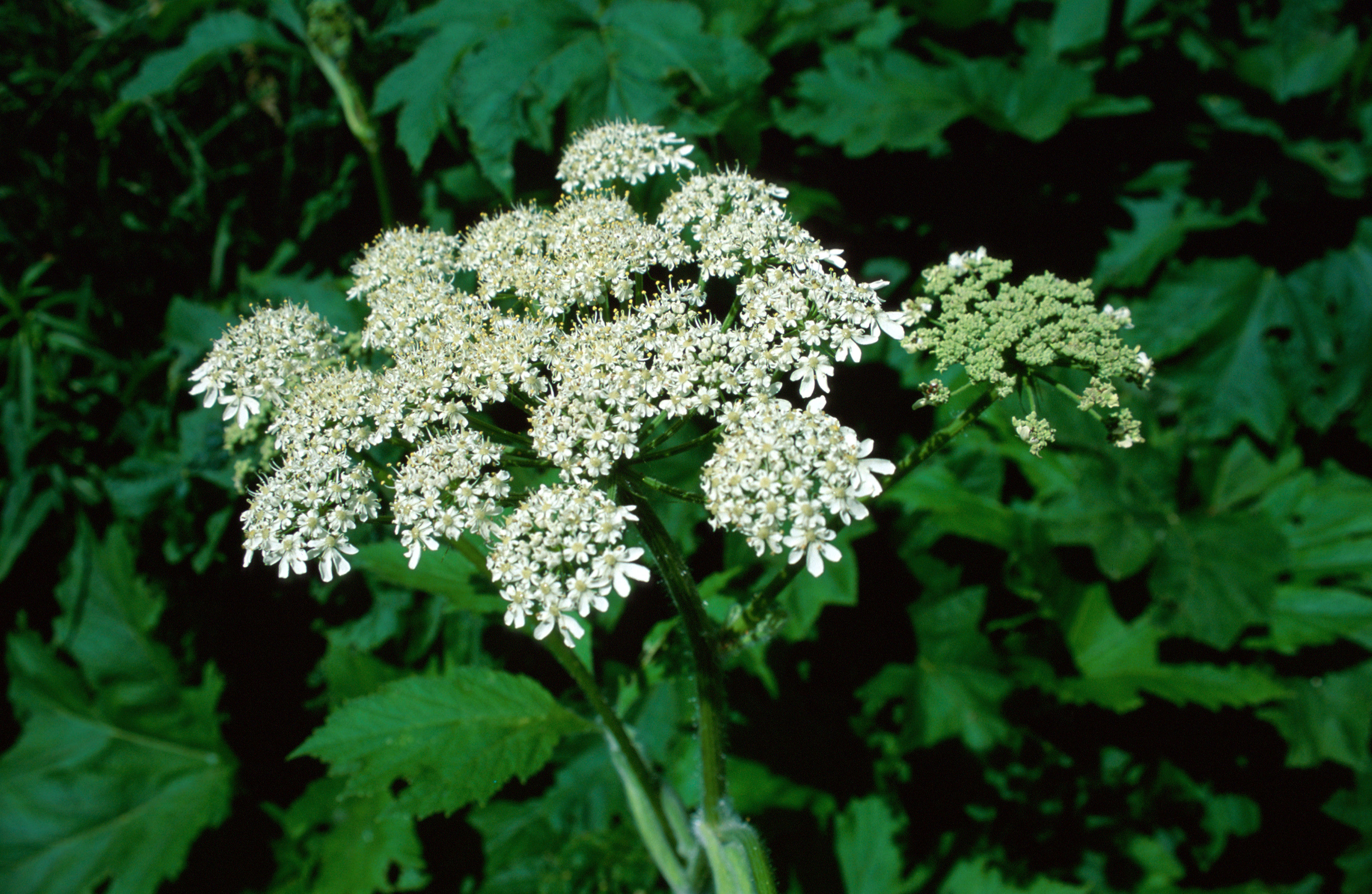 Plancia ëd <i>Heracleum lanatum</i>