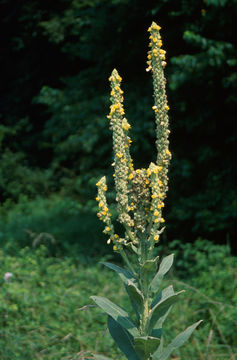 Image of Great Mullein