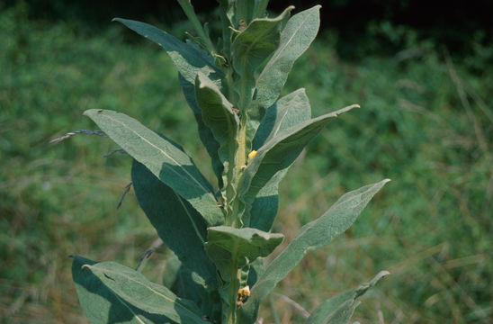 Image of Great Mullein