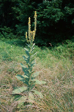 Image of Great Mullein