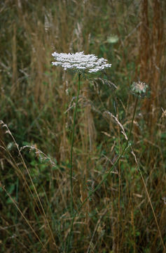 Image of Queen Anne's lace