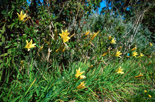 Image of lemon day-lily